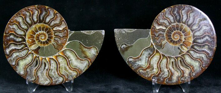 Polished Ammonite Pair - Million Years #22251